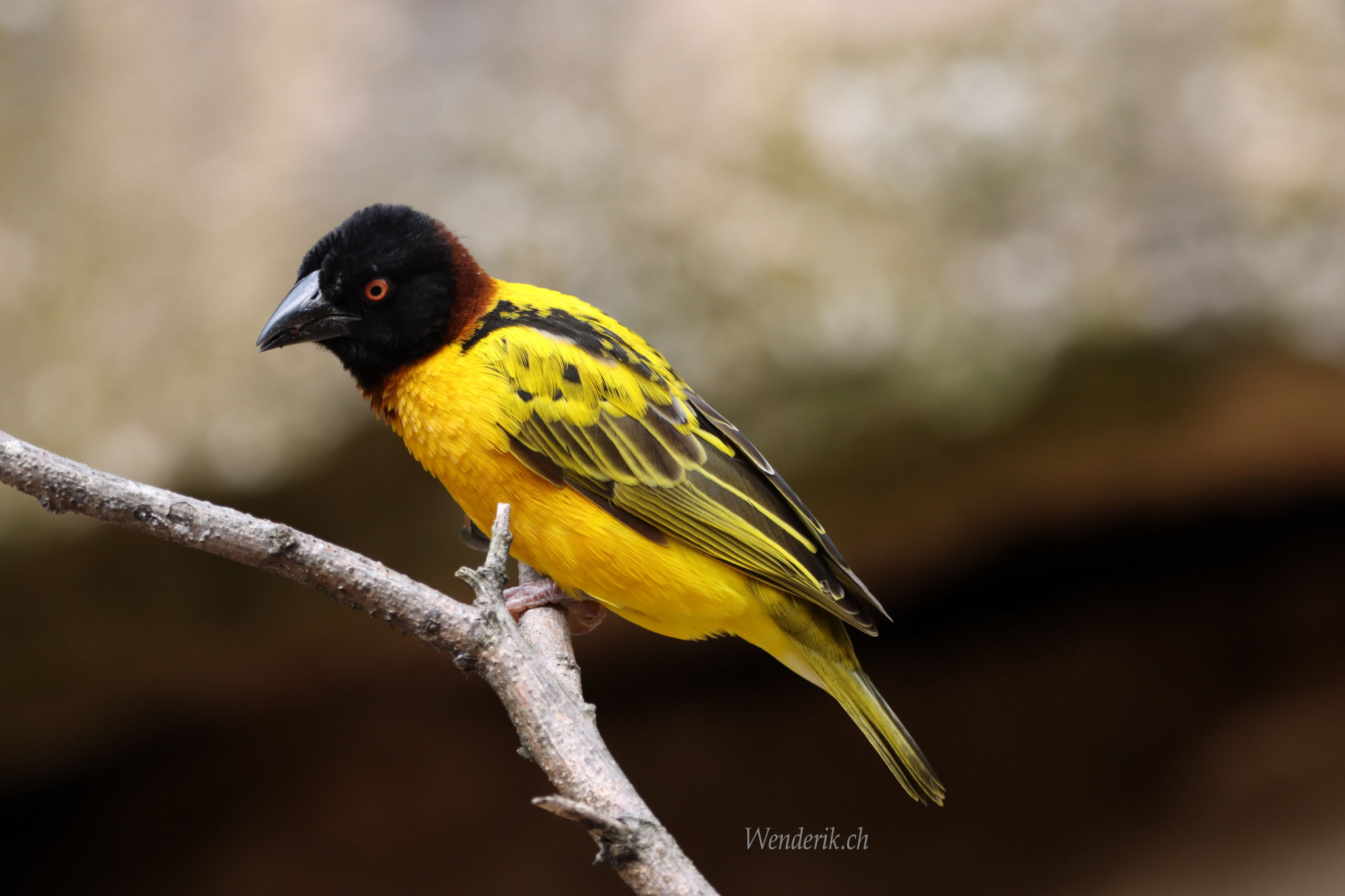Oiseau jaune...