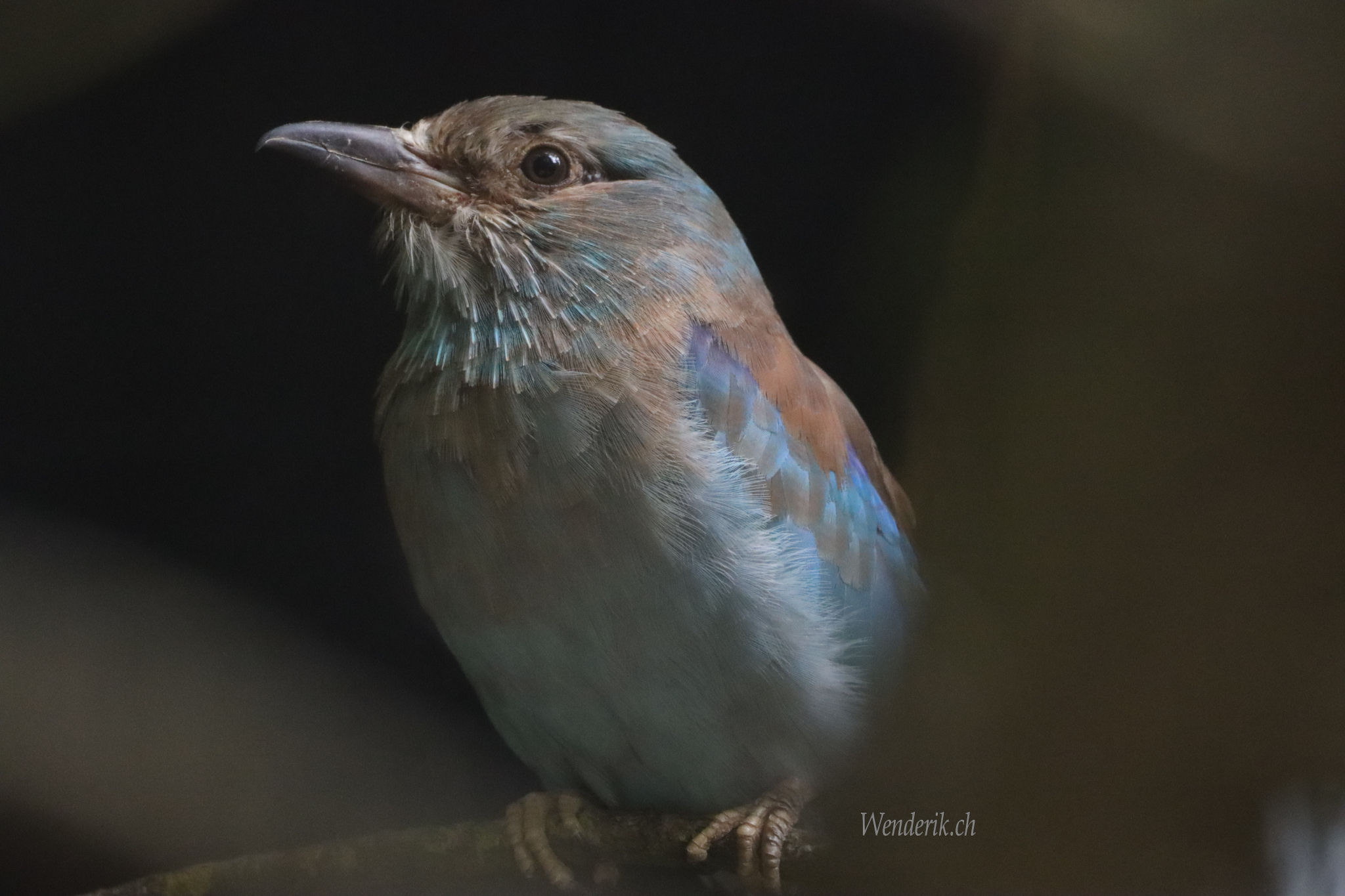 Bel Oiseau...
