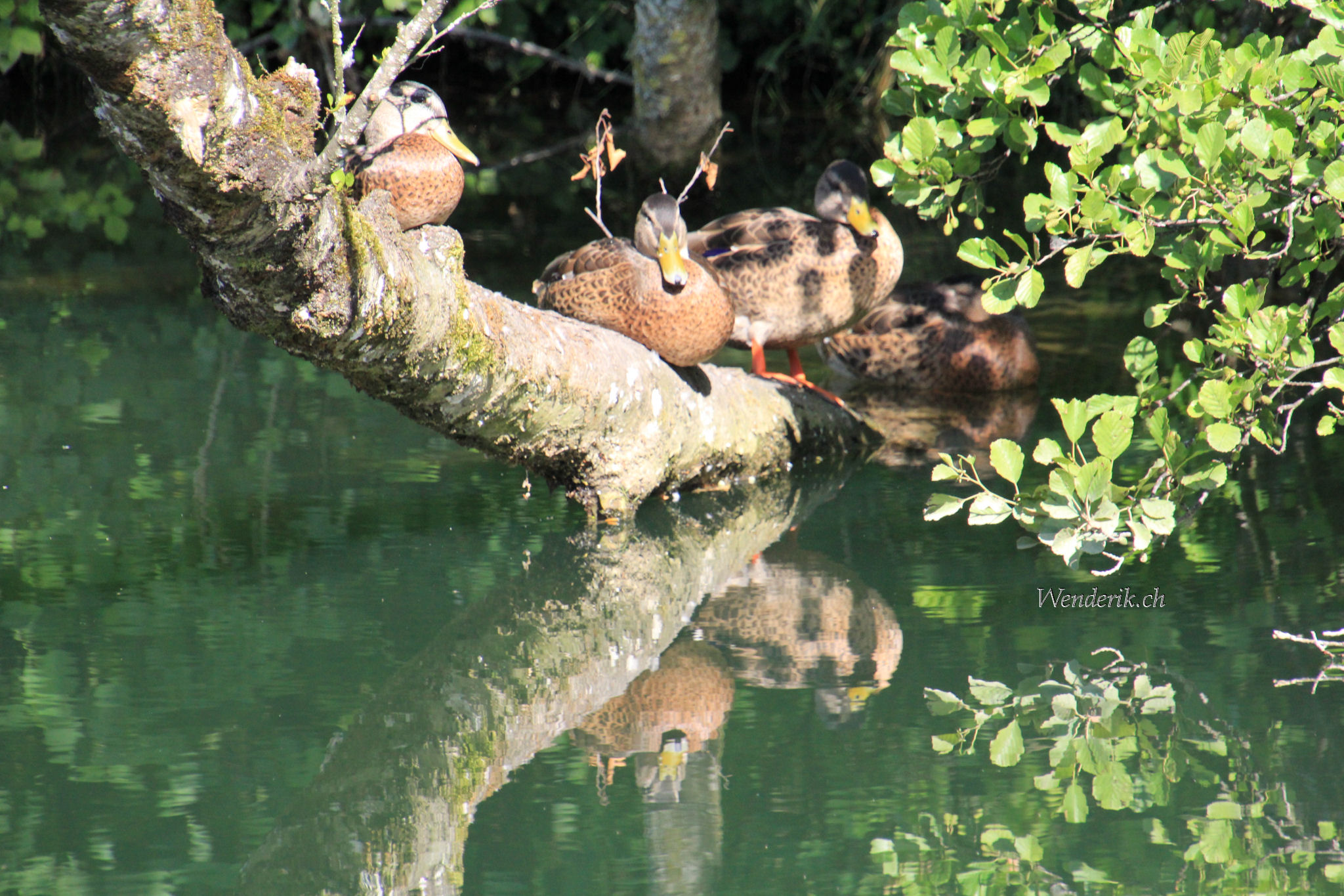 Canards sur l'Orbe en Juillet 2025...