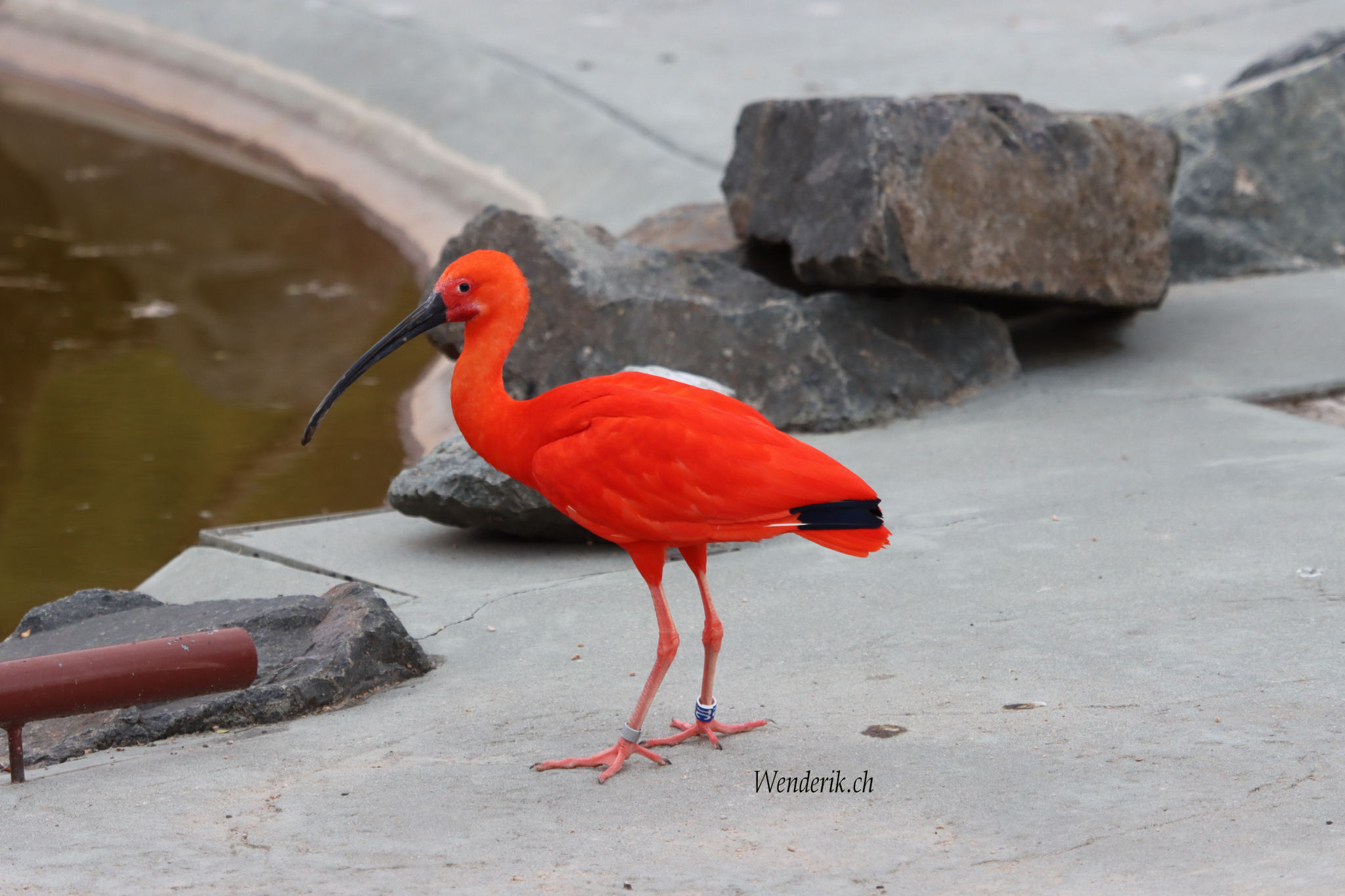 Echassier rouge...