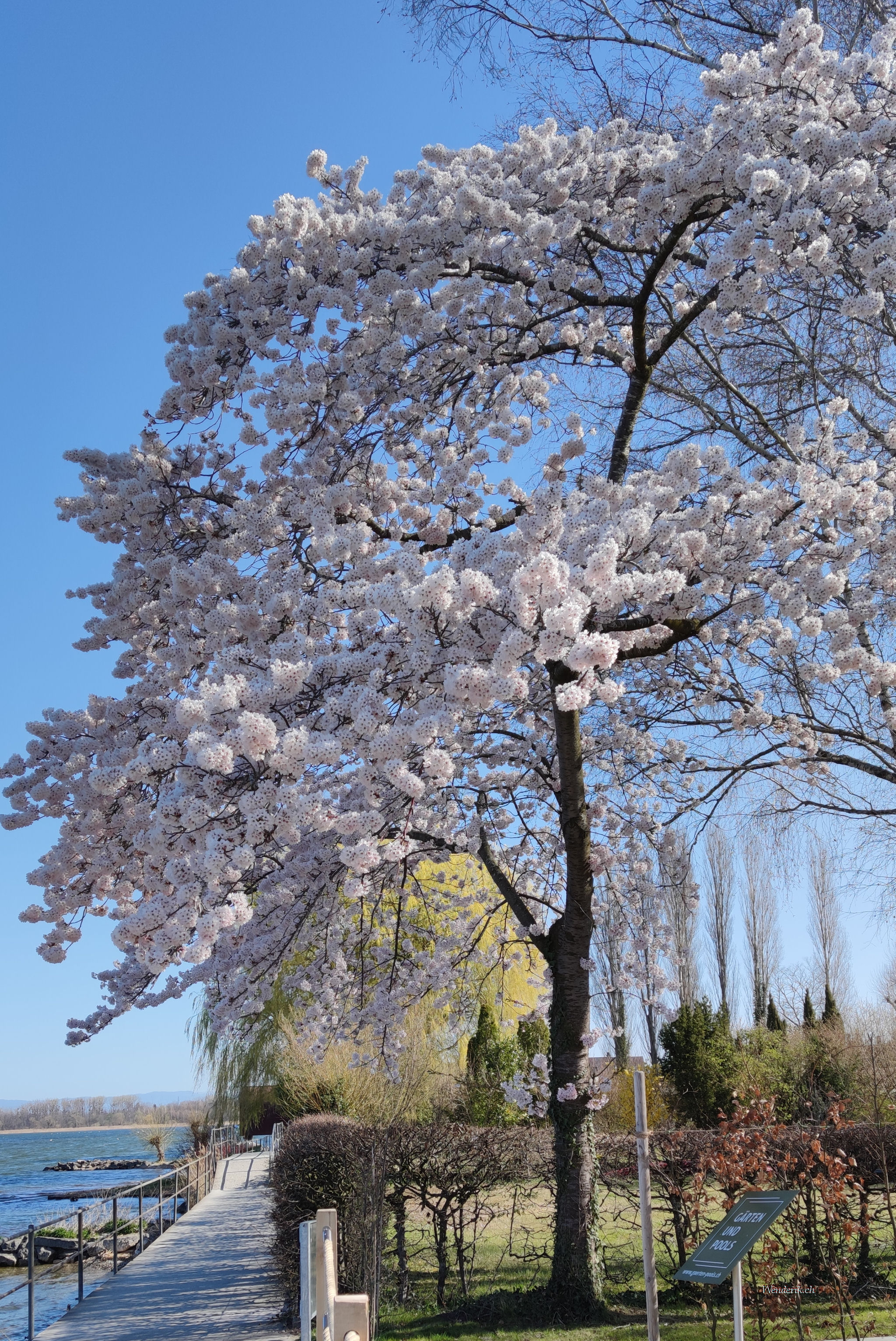 Cerisier en fleur au lac de Mora...