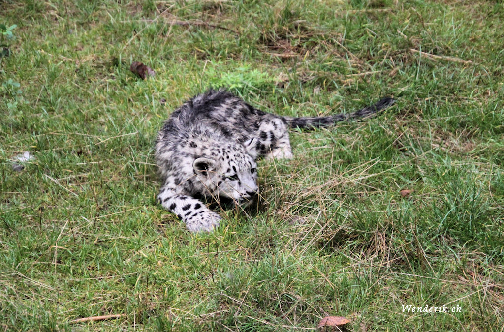 zoo_zurich_2025_panthere_neige/IMG_5344_w1024.jpg