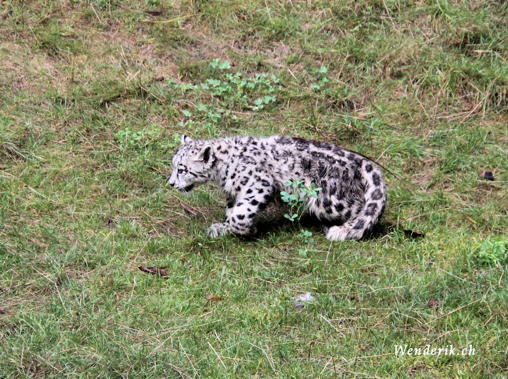 zoo_zurich_2025_panthere_neige/IMG_5439_w1024.jpg