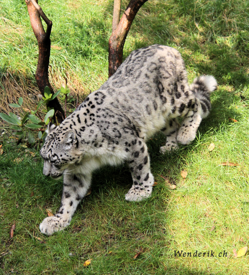zoo_zurich_2025_panthere_neige/IMG_5677_w1024.jpg