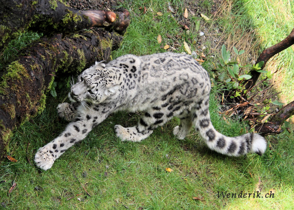 zoo_zurich_2025_panthere_neige/IMG_5680_w1024.jpg