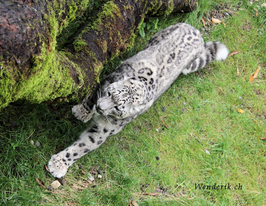 zoo_zurich_2025_panthere_neige/IMG_5685_w1024.jpg