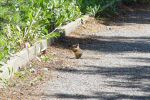 DSC07398_w_h7681.jpg