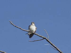 DSC07719w1.jpg