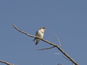 DSC07724w1.jpg