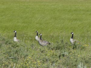 DSC08138w1.jpg