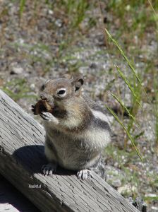 DSC08694w1.jpg