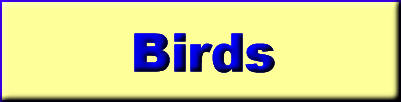 Oiseaux...