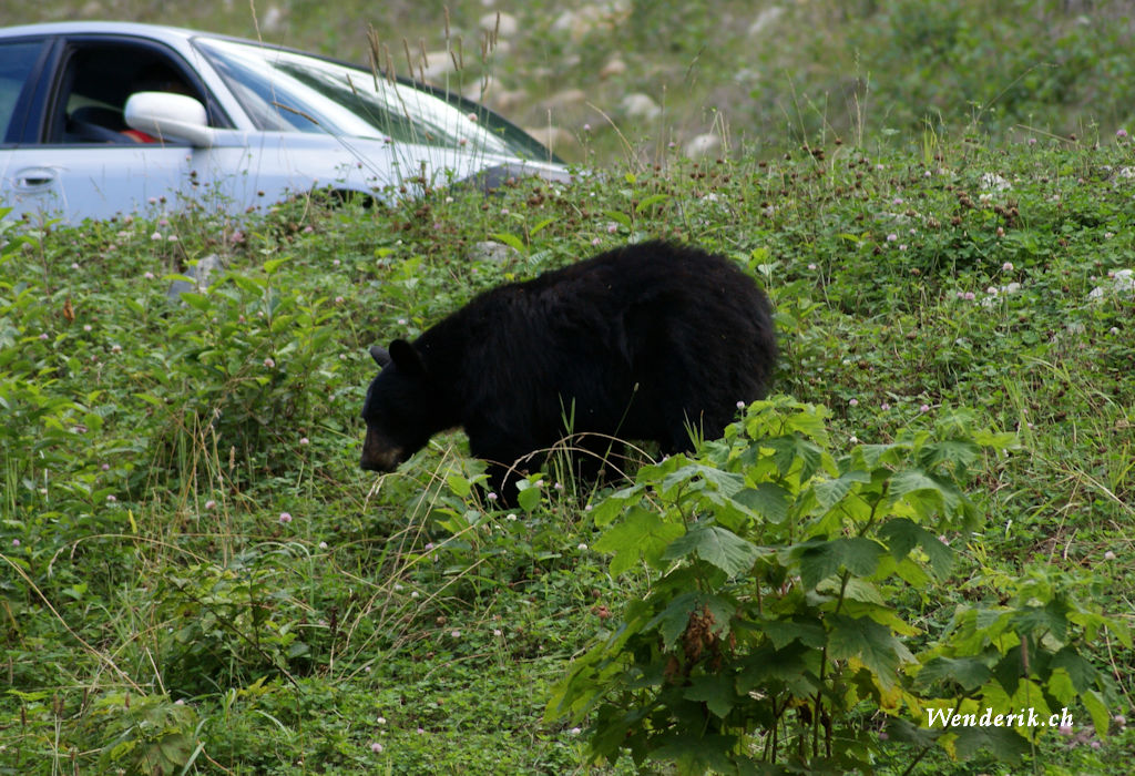 DSC08158_w1024.jpg