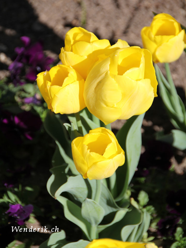 IMG_0576_w768.jpg