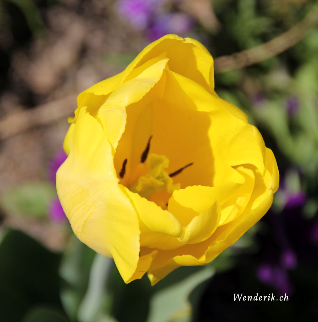 IMG_0580_w768.jpg