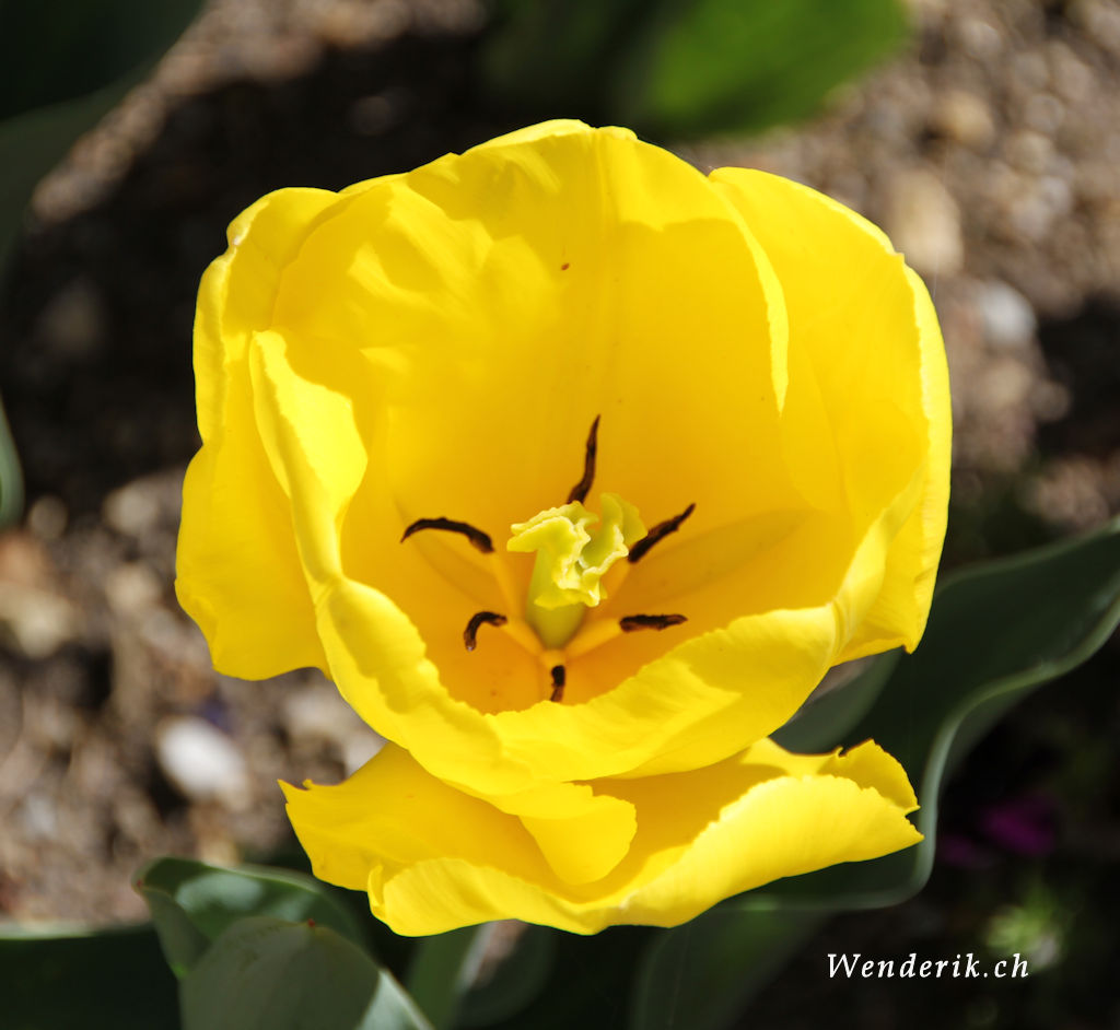 IMG_0605_w942.jpg