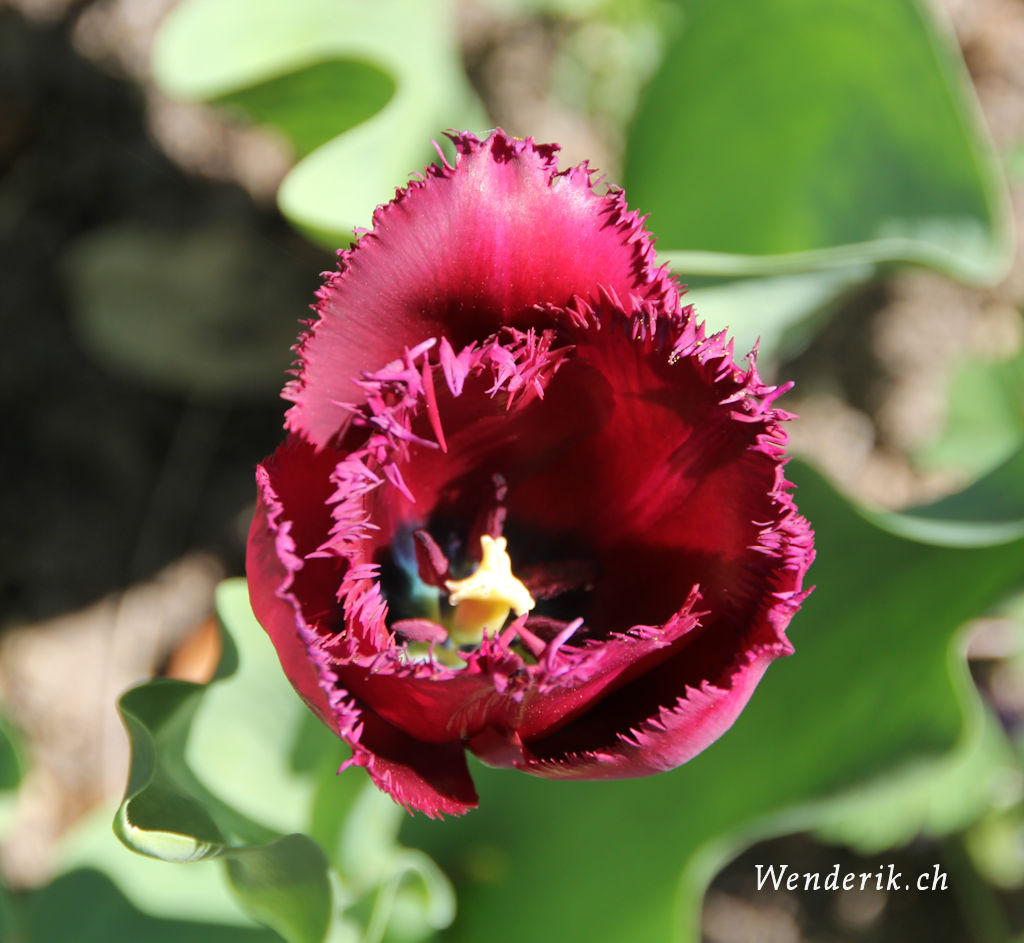 IMG_0610_w1024.jpg