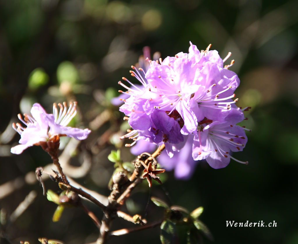 IMG_0638_w1024.jpg