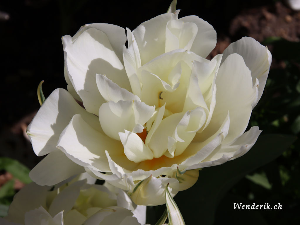 IMG_3218_w1024.jpg