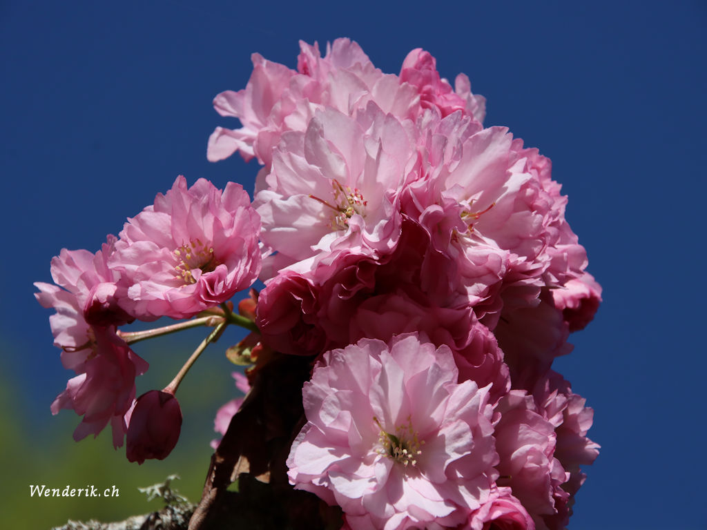 IMG_3561_w1024.jpg