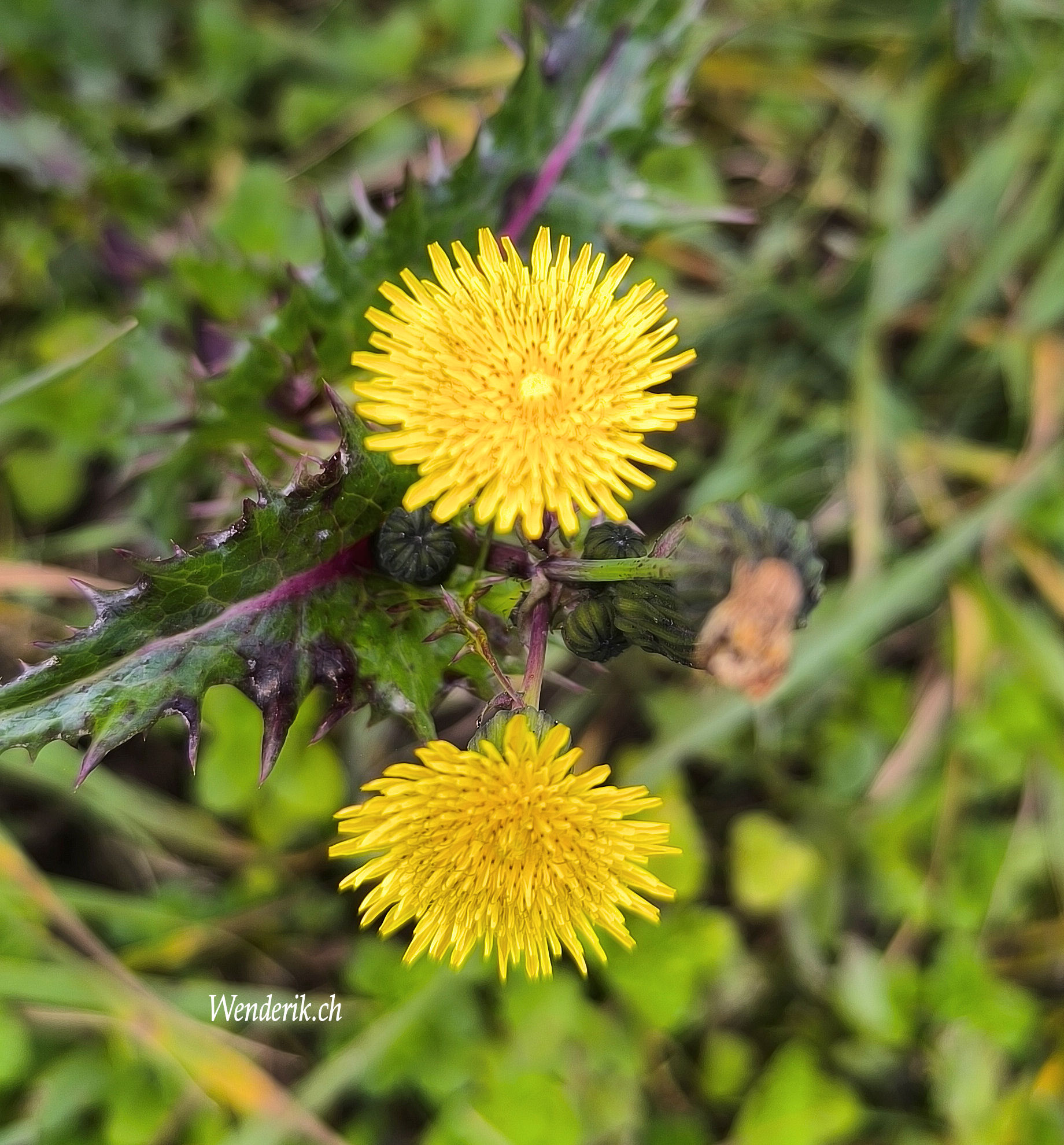 Fleur jaune Plaine de l'Orbe...