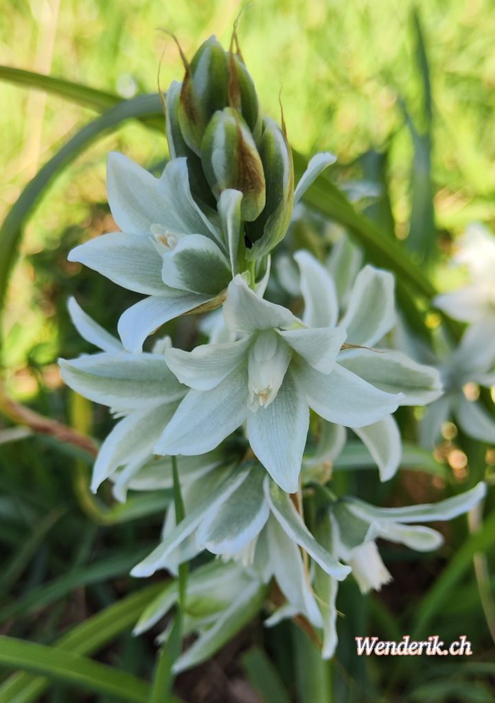 Ornithogalum...