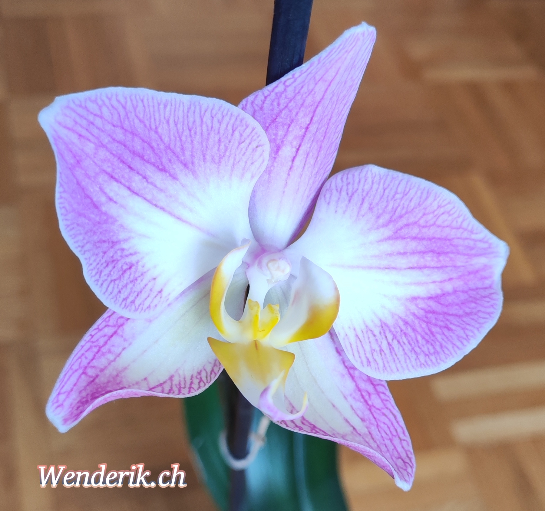 Orchide...