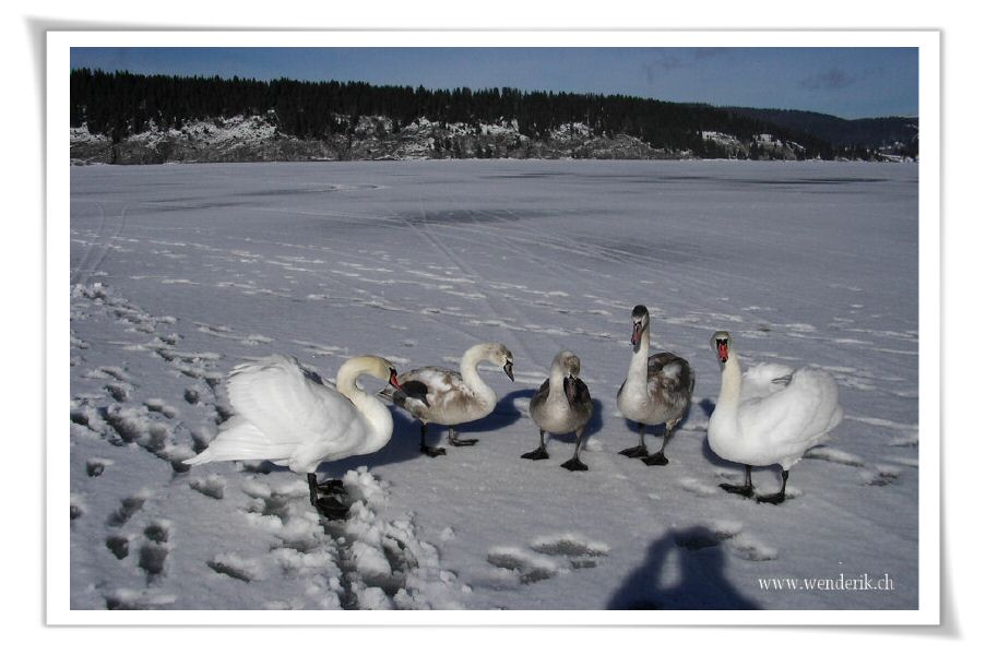 2006janvier20_DSCI0001_(1)_w_h6001.jpg