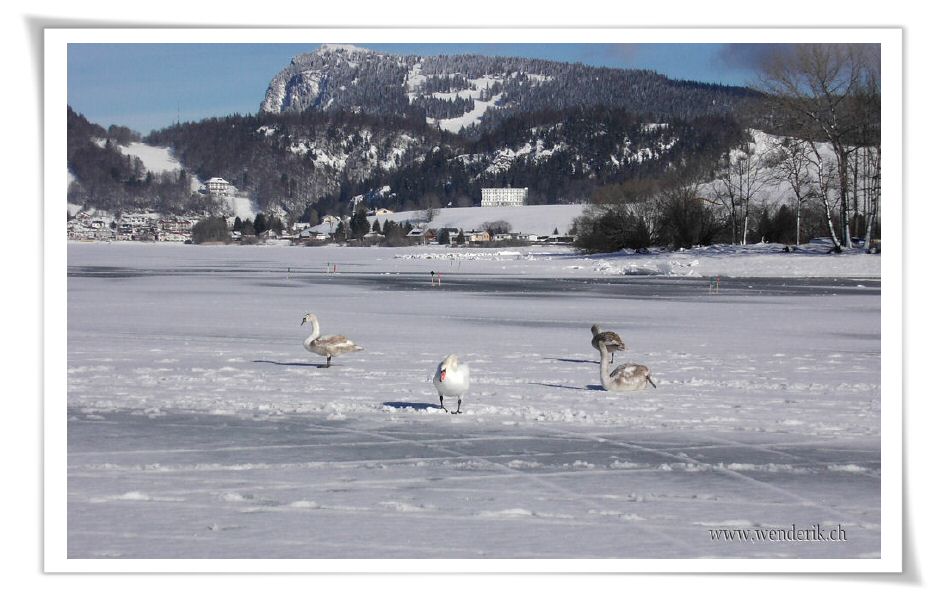 2006janvier20_DSCI0001_(5)_w_h6001.jpg