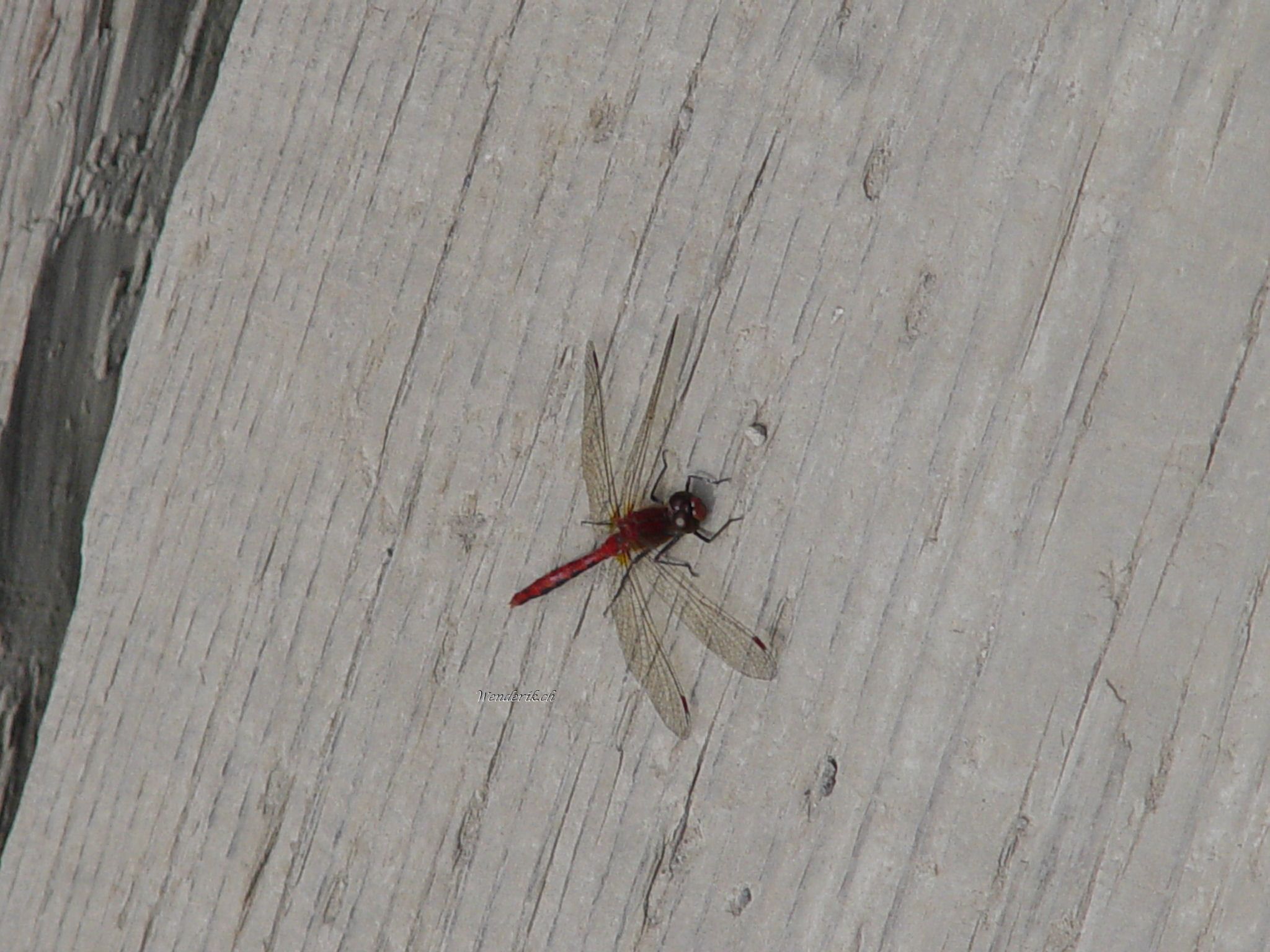 DSC00030w1.jpg